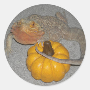 Wilson the Bearded Dragon Ronde Sticker