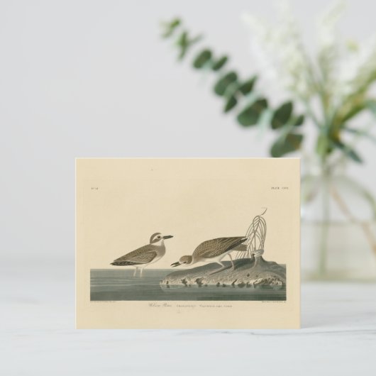 Wilson's liefhebber van Audubon's vogels van Ameri Briefkaart (Staand voorkant)