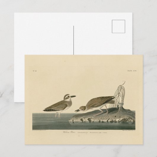 Wilson's liefhebber van Audubon's vogels van Ameri Briefkaart (Voorkant / Achterkant)