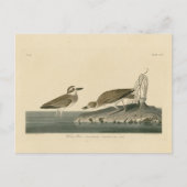 Wilson's liefhebber van Audubon's vogels van Ameri Briefkaart (Voorkant)