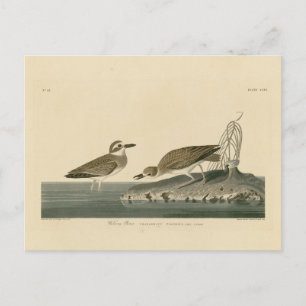 Wilson's liefhebber van Audubon's vogels van Ameri Briefkaart