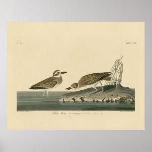 Wilson's liefhebber van Audubon's vogels van Ameri Poster