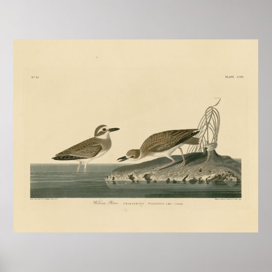 Wilson's liefhebber van Audubon's vogels van Ameri Poster (Voorkant)