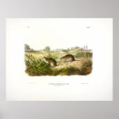 Wilson's Meadow Mouse (Meadow Vole) van Audubon Poster (Voorkant)