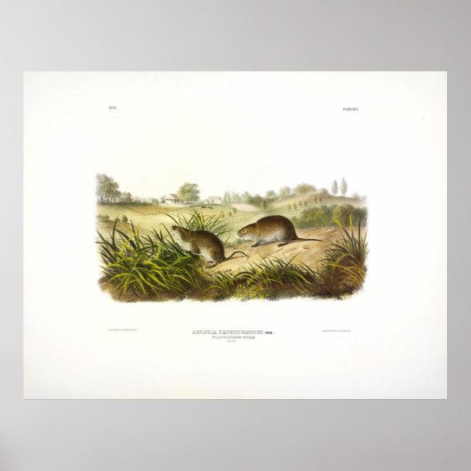 Wilson's Meadow Mouse (Meadow Vole) van Audubon Poster (Voorkant)