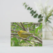 Wilson's Warbler 1 Briefkaart (Staand voorkant)