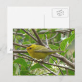 Wilson's Warbler 1 Briefkaart (Voorkant / Achterkant)