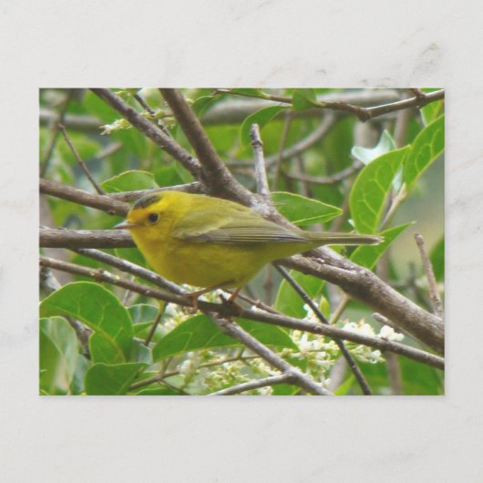 Wilson's Warbler 1 Briefkaart (Voorkant)