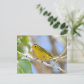 Wilson's Warbler Foto Briefkaart (Staand voorkant)