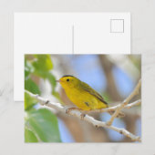 Wilson's Warbler Foto Briefkaart (Voorkant / Achterkant)