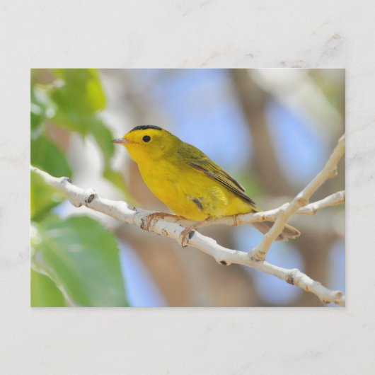Wilson's Warbler Foto Briefkaart (Voorkant)