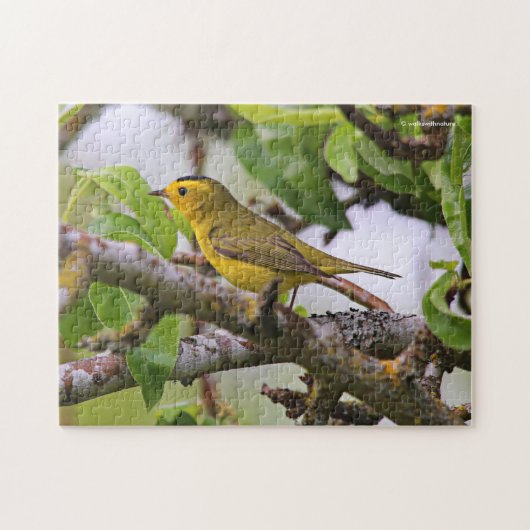 Wilson's Warbler in de perenboom Legpuzzel (Horizontaal)