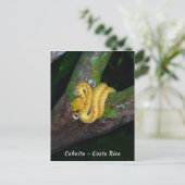 Wimperadder in Punta Cahuita - Costa Rica Briefkaart (Staand voorkant)