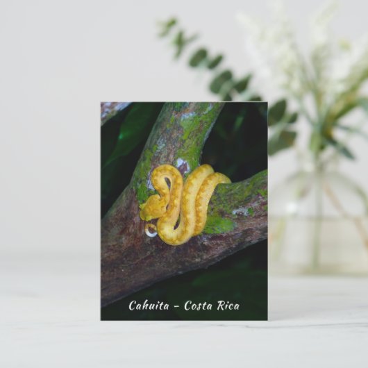 Wimperadder in Punta Cahuita - Costa Rica Briefkaart (Staand voorkant)