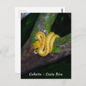 Wimperadder in Punta Cahuita - Costa Rica Briefkaart (Voorkant / Achterkant)