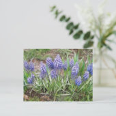 Wind Blown Grape Hyacinths Briefkaart (Staand voorkant)