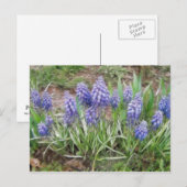 Wind Blown Grape Hyacinths Briefkaart (Voorkant / Achterkant)