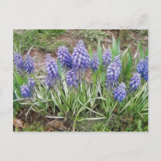 Wind Blown Grape Hyacinths Briefkaart (Voorkant)