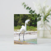 Wind geblazen Snowy Egret Briefkaart (Staand voorkant)