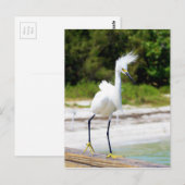 Wind geblazen Snowy Egret Briefkaart (Voorkant / Achterkant)