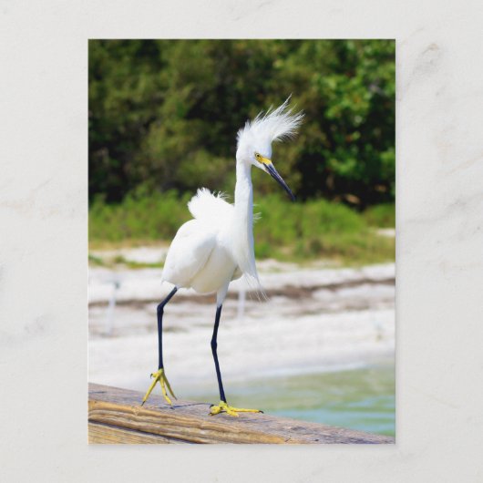 Wind geblazen Snowy Egret Briefkaart (Voorkant)