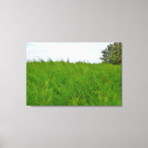 Wind Geblazen Zachte Pluizige Gras Landschap Foto