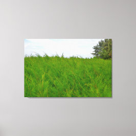Wind Geblazen Zachte Pluizige Gras Landschap Foto Canvas Afdruk