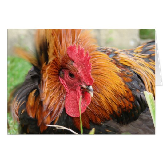 Wind Gust (Voorkant Horizontaal)