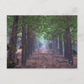 Wind in het Briefkaart van de pijnbomen (Voorkant)