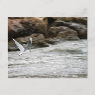 Wind Master Briefkaart