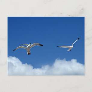 Wind Masters Briefkaart