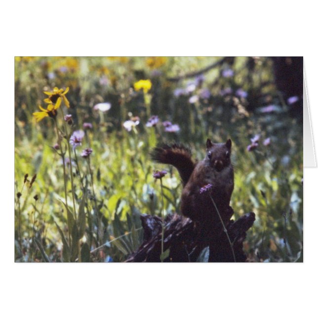 Wind_River_Range_Chickaree (Voorkant Horizontaal)