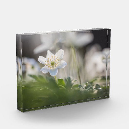 Windbloem Natuur Foto (Links)
