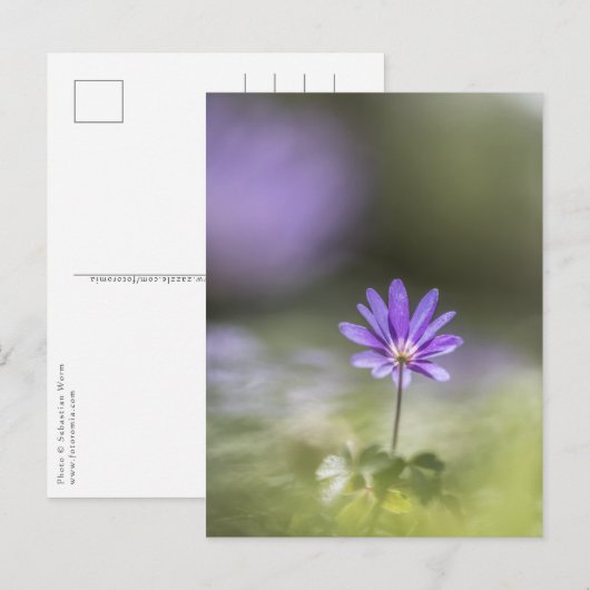 Windbloem Natuur Foto Briefkaart (Voorkant / Achterkant)