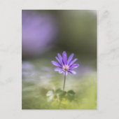 Windbloem Natuur Foto Briefkaart (Voorkant)