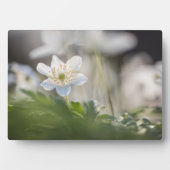 Windbloem Natuur Foto Fotoplaat (voorkant)