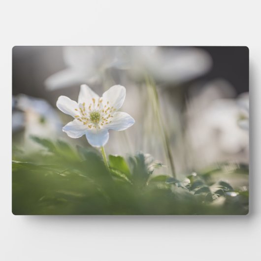 Windbloem Natuur Foto Fotoplaat (voorkant)