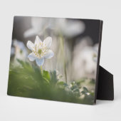 Windbloem Natuur Foto Fotoplaat (Zijkant)