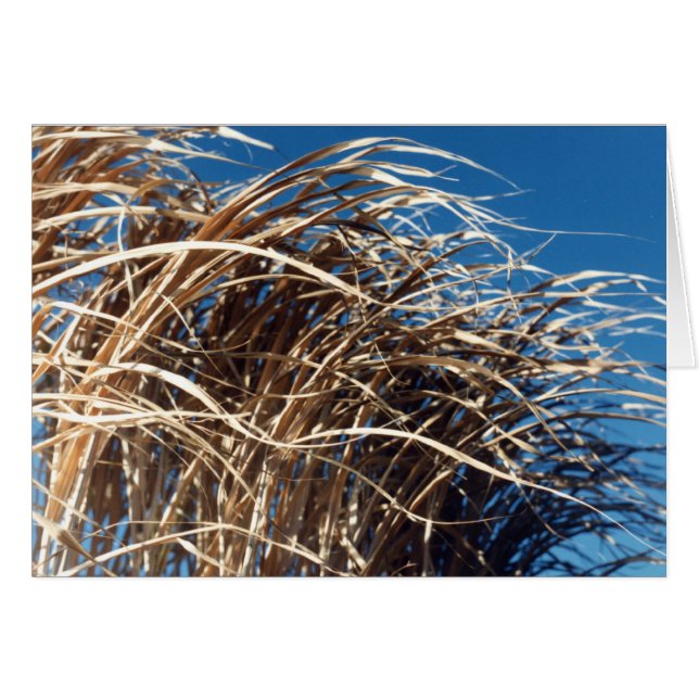 Windblown Grass (Voorkant Horizontaal)