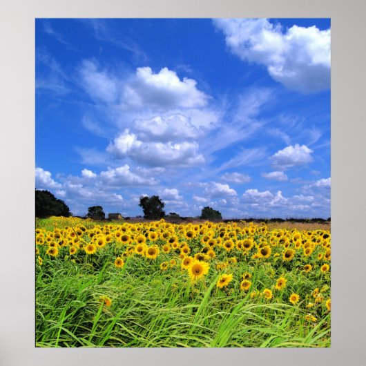 Windenergie, zonnebloemen (AFDRUKKEN) Poster (Voorkant)