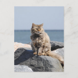 Winderige kat aan zee Schattige foto Briefkaart