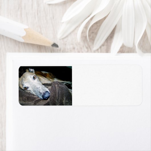 windhond 2.png etiket (Insitu)