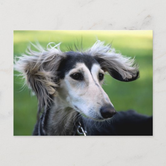 Windhond Briefkaart (Voorkant)