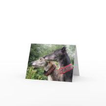 Windhond fotokaart (p343)