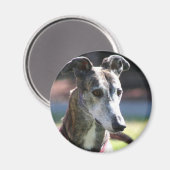 windhond magneet (Voorkant / Achterkant)