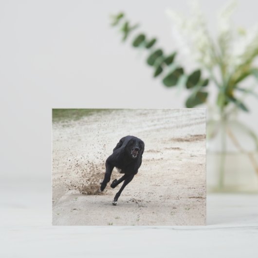 windhondenras briefkaart (Staand voorkant)