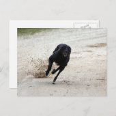 windhondenras briefkaart (Voorkant / Achterkant)