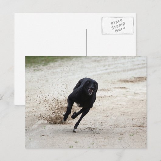 windhondenras briefkaart (Voorkant / Achterkant)