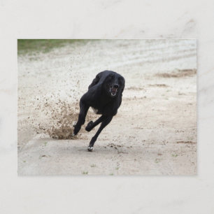 windhondenras briefkaart