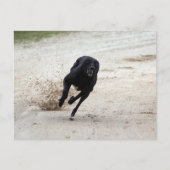 windhondenras briefkaart (Voorkant)